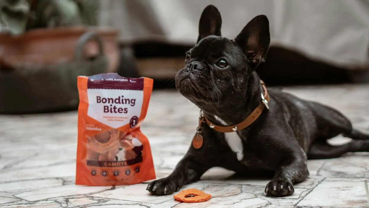 Black French bulldog laying next to a bag of healthy dog treats