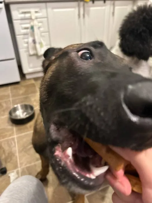 Puppy eating a healthy sweet potato treat