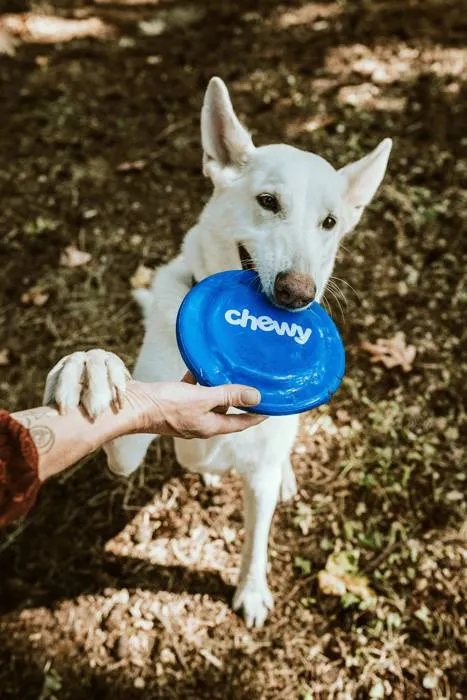 white dog sitting outside with a blue eco-friendly frisbee in his mouth