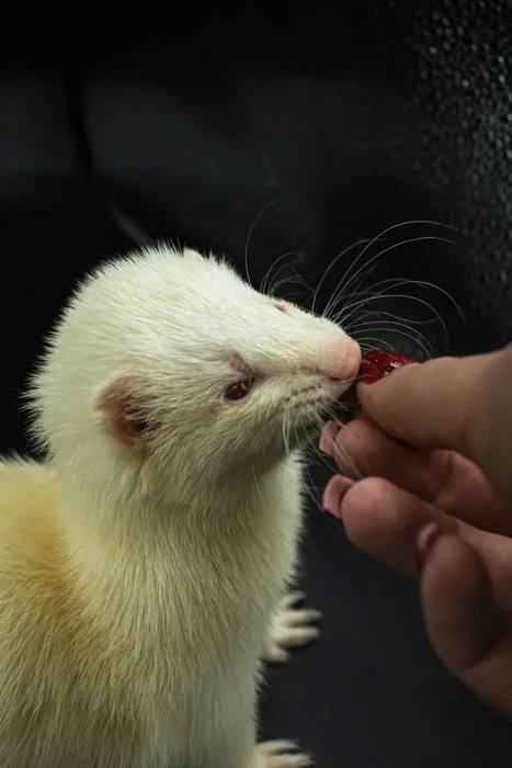 White ferret eating a treat from owners hand