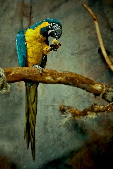 A blue and yellow parrot eating a bird treat on a branch