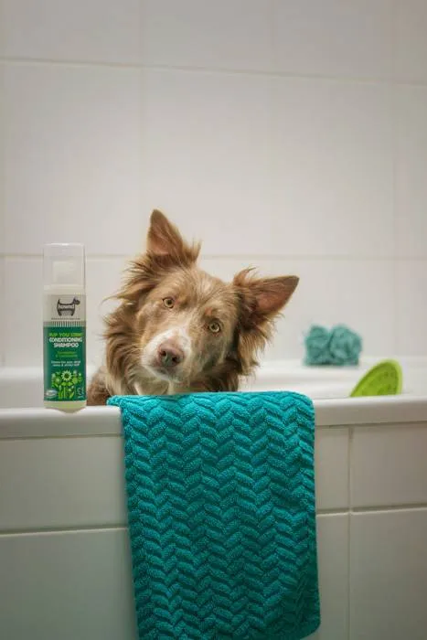 dog in a bathtub with safe shampoo bottle next to him